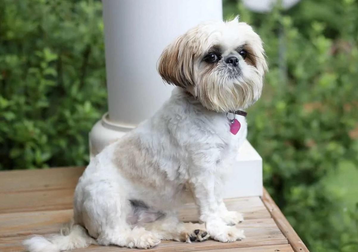venda de cachorro da raça shih tzu
